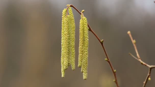 Corylus avellana, kwiaty męskie hazelnoot — Wideo stockowe