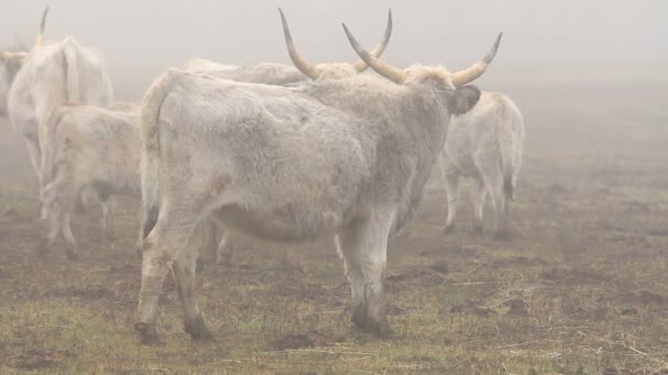 Hungarian grey cows in winter — Stock Video