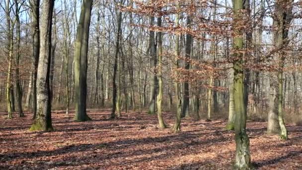 Forêt à l'automne 