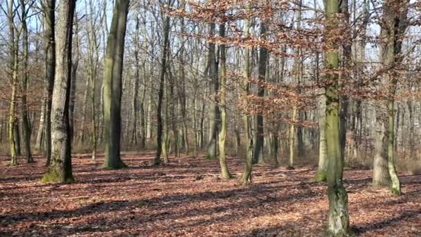 Floresta na época do Outono — Vídeo de Stock