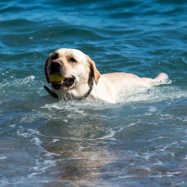 gele labrador retriever
