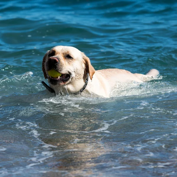 Labrador amarillo retriever — Foto de Stock