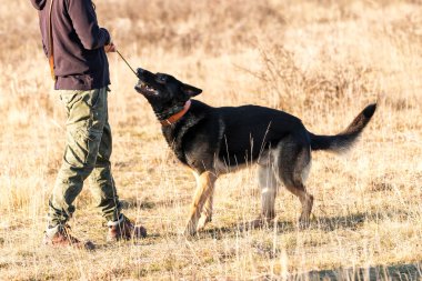 Alman çoban köpeği