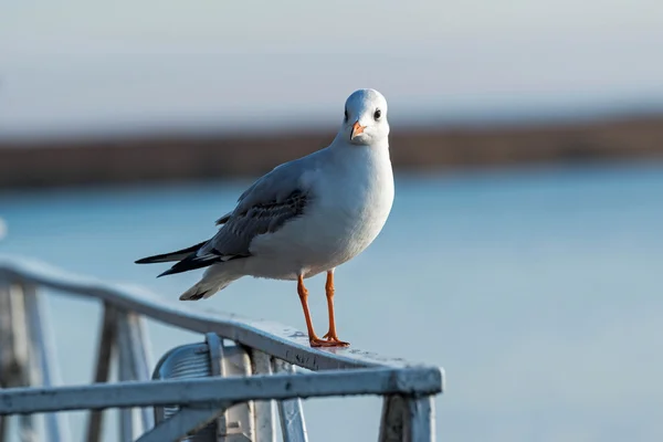 Mouette — Photo