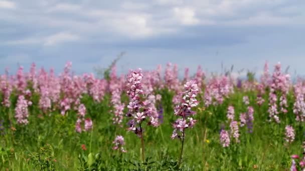 Hermosas flores en el viento (Dictamnus albus ) — Vídeo de stock