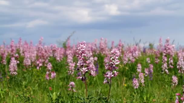 De belles fleurs dans le vent (Dictamnus albus )