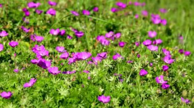 Rüzgar (Sardunya sanguineum kanlı cranesbill)