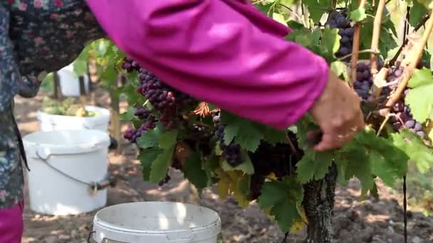 Zbiorów winogron jesień — Wideo stockowe