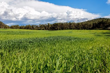 Mısır gevreği alan