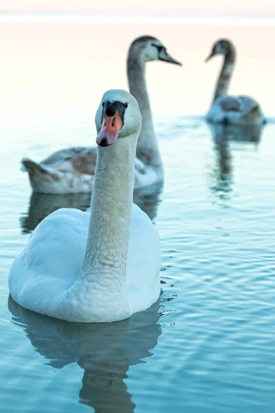 Kuğular — Stok fotoğraf