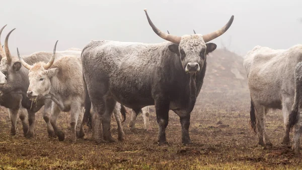Серый бык — стоковое фото