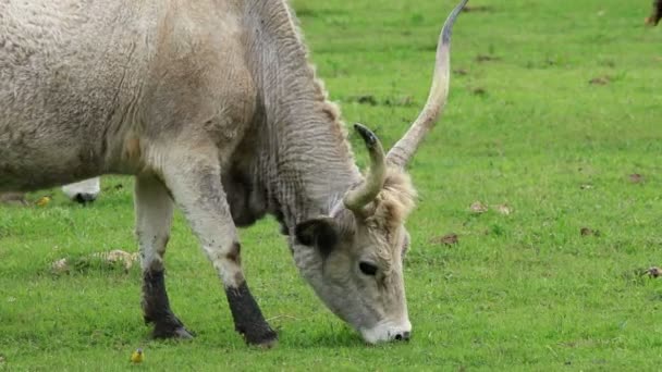 Hungarian grey cow — Stock Video