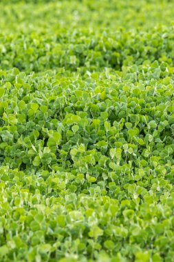 Kızıl yonca (Trifolium incarnatum)
