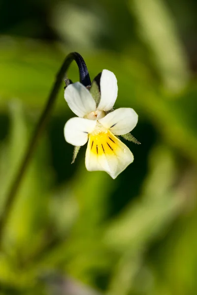 Campo Pansy - Viola arvensis — Fotografia de Stock