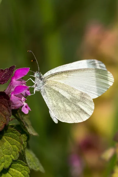白い蝶 - オオモンシロチョウ — ストック写真
