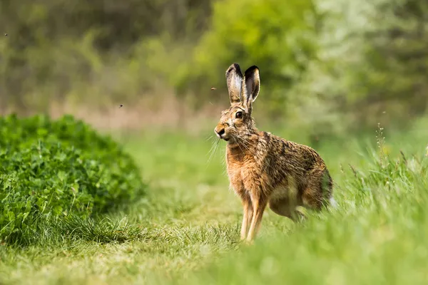 Avrupa Tavşanı (Lepus europaeus)