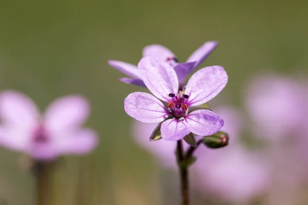 Vilda blommor — Stockfoto