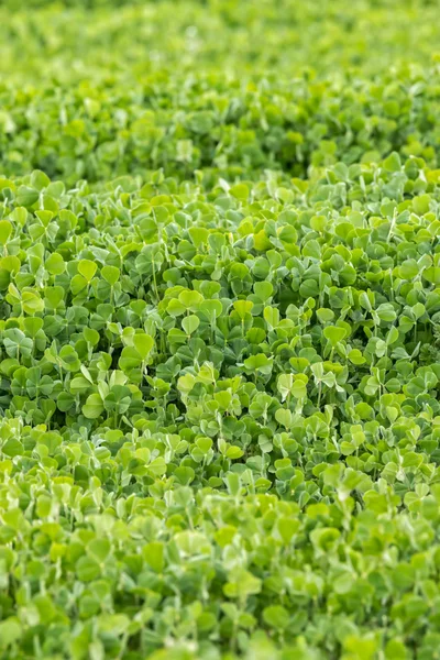 Trébol carmesí (Trifolium incarnatum) — Foto de Stock