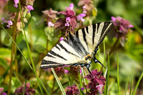 Belo rabo de andorinha (Papilio machaon  ) — Fotografia de Stock