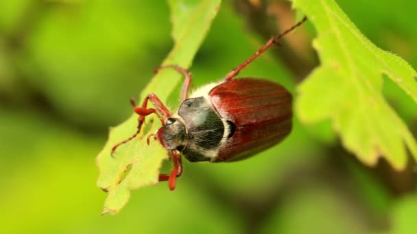 Cockchafer (Melolontha melolontha) eating — Stock Video