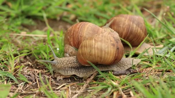 Timelapse vínové hlemýždi (hlemýžď zahradní helix pomatia) — Stock video