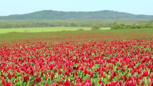 Hermoso campo de flores de trébol carmesí — Vídeos de Stock
