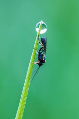 Ichneumonidae