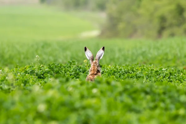 Avrupa Tavşanı (Lepus europaeus)