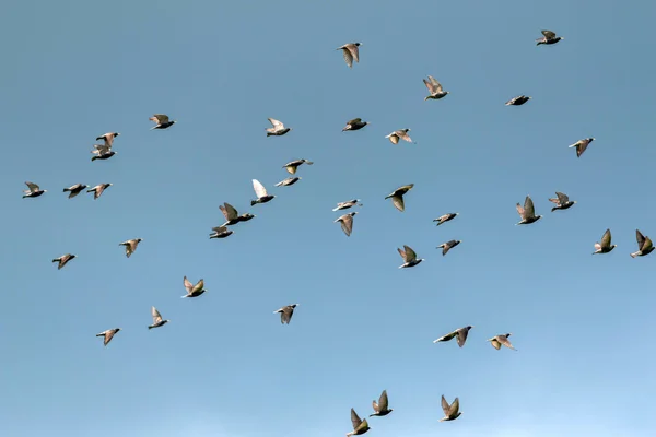 Starlings — Stock Photo, Image