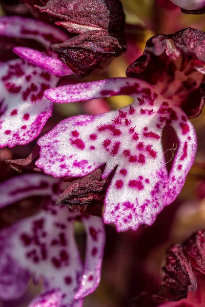 Orquídea Senhora (Orchis purpurea ) — Fotografia de Stock