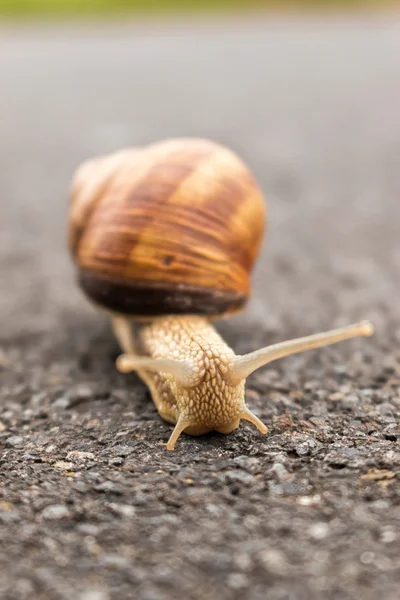 Bourgondië slak — Stockfoto