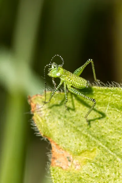 Grasshopper listrado verde — Fotografia de Stock