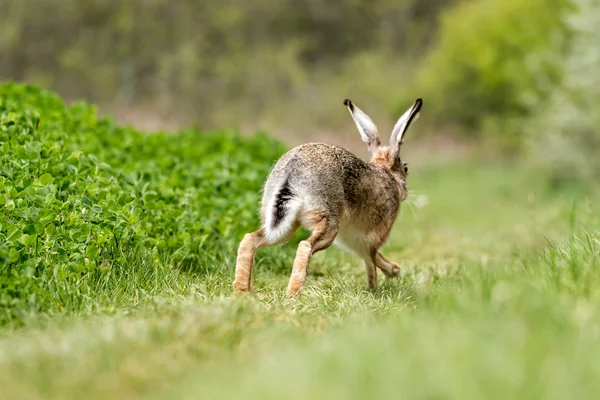 Europeisk hare (Lepus europaeus) – stockfoto