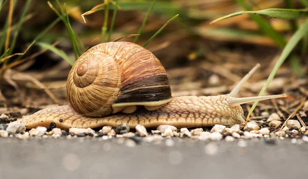 Caracol de Borgoña (Helix pomatia ) — Foto de Stock