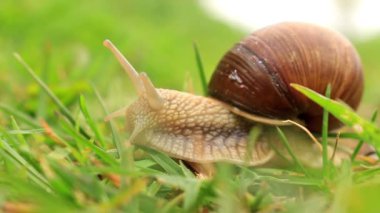 Bordo salyangoz (Helix pomatia) yeşil çimen