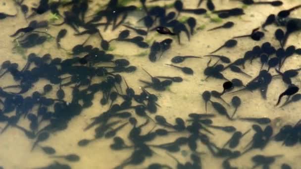 Group of young tadpoles — Stock Video