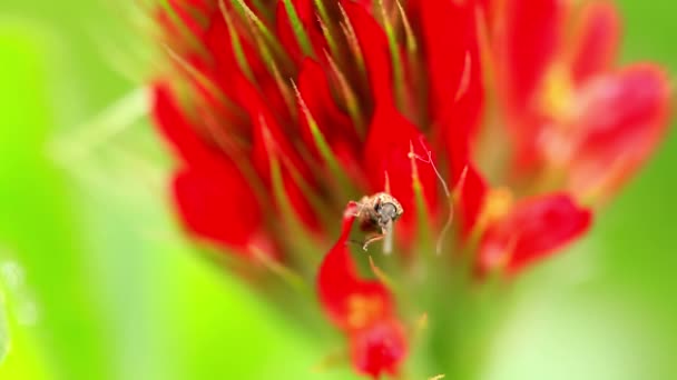 Piccolo insetto su un fiore di trifoglio cremisi — Video Stock