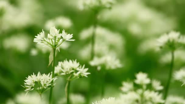 Witte bloemen van allium ursinum of wild knoflook of ramson. — Stockvideo