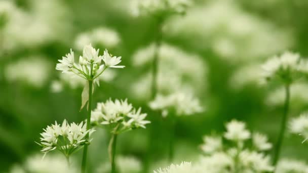 Fleurs blanches d'Allium ursinum ou d'ail sauvage ou de Ramson .