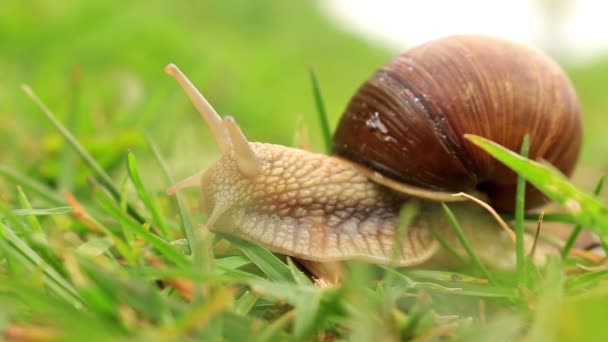 Escargot de Bourgogne (Helix pomatia) dans l'herbe verte 