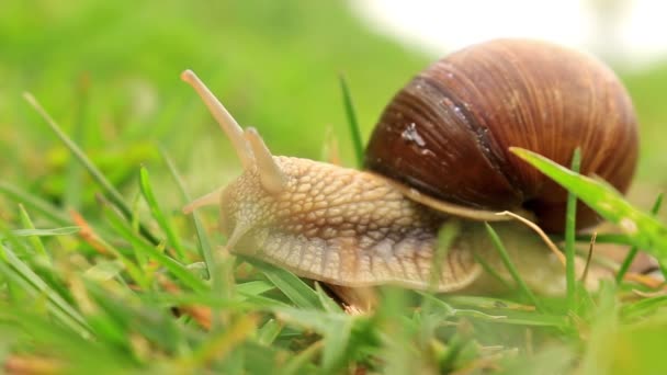 Caracol de Borgoña (Helix pomatia) en la hierba verde — Vídeo de stock