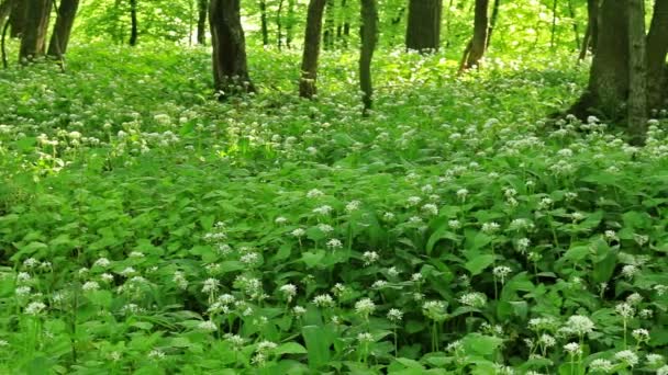 Άσπρα λουλούδια του allium ursinum ή άγριο σκόρδο ή ramson. — Αρχείο Βίντεο