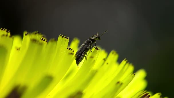 Pequeño insecto en una flor — Vídeos de Stock