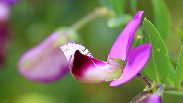 Macro foto de hermosa flor fabaceae — Vídeos de Stock