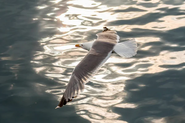 Meeuw — Stockfoto