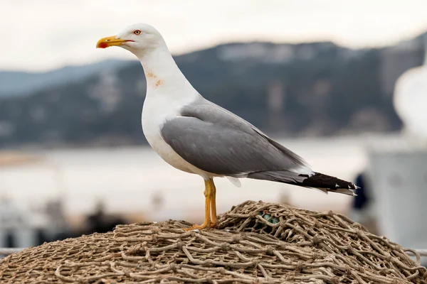 Gabbiano — Foto Stock