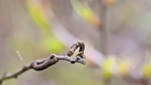 Small caterpillar — Stock Video