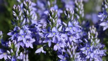 Güzel kır çiçekleri closeup (Polygala amara)