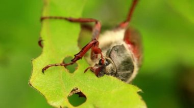 Yeşil Meşe yaprağı yiyen cockchafer (baktım baktım)