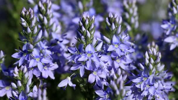 Hermosas flores silvestres primer plano (Polygala amara ) — Vídeo de stock